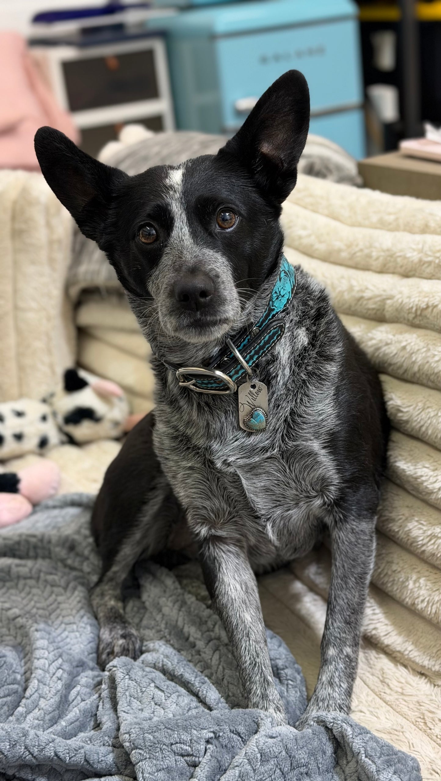 Turquoise Leather Dog collar
